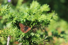 Euphydryas