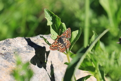 Euphydryas