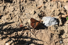 Euphydryas