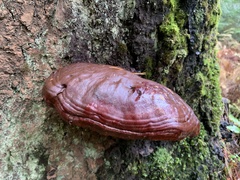 Ganoderma oregonense
