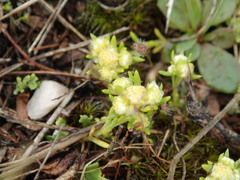 Siloxerus multiflorus