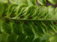 Diplazium sandwichianum