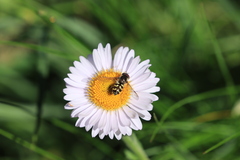 Dasysyrphus intrudens