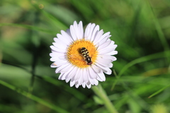 Dasysyrphus intrudens