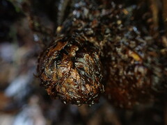 Diplazium sandwichianum