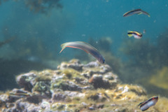 Ptereleotris monoptera