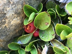 Gaultheria humifusa