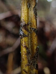 Diplazium sandwichianum