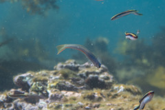 Ptereleotris monoptera