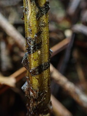 Diplazium sandwichianum