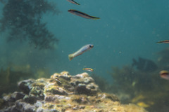 Ptereleotris monoptera