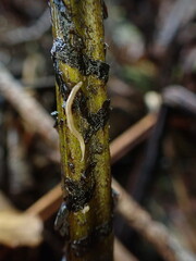 Diplazium sandwichianum