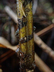 Diplazium sandwichianum
