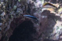 Aspidontus taeniatus