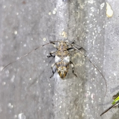 Atrypanius ambiguus