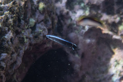 Aspidontus taeniatus