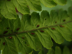 Diplazium sandwichianum