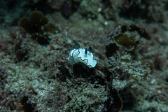 Doriprismatica atromarginata