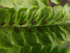 Diplazium sandwichianum