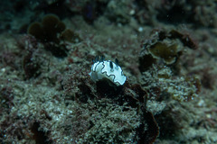 Doriprismatica atromarginata