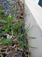 Cenchrus clandestinus