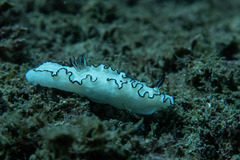 Doriprismatica atromarginata