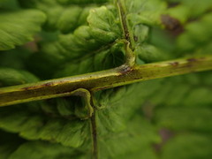 Diplazium sandwichianum