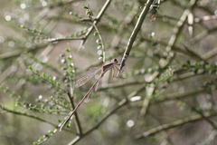 Lestes alacer