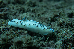 Doriprismatica atromarginata