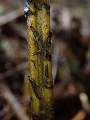 Diplazium sandwichianum