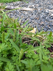 Cenchrus clandestinus