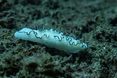 Doriprismatica atromarginata