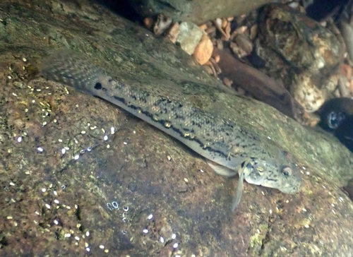 Oopu Nakea (Awaous guamensis) — Gobiidae — 4