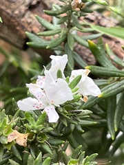 Westringia fruticosa