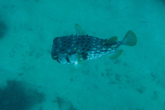 Dicotylichthys punctulatus