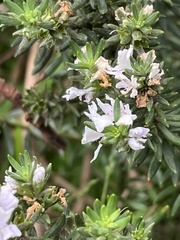 Westringia fruticosa