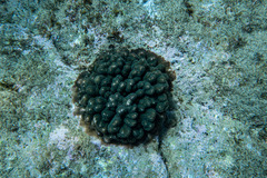 Pocillopora aliciae