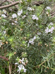 Westringia fruticosa