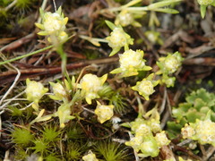 Siloxerus multiflorus