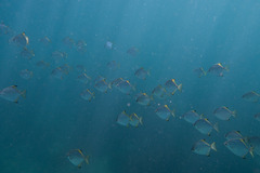 Monodactylus argenteus