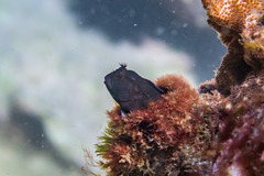 Parablennius intermedius