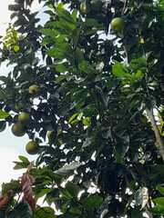 Citrus