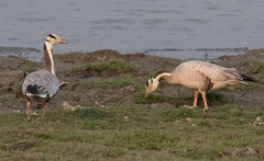 Anser indicus