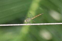 Lathrecista asiatica