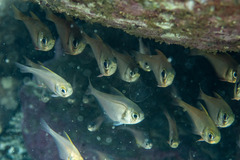 Pempheris compressa