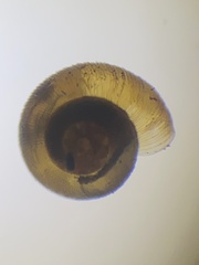 Punctidae