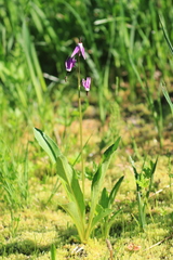 Primula jeffreyi