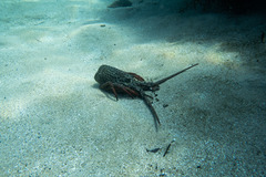 Sagmariasus verreauxi