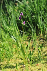 Primula jeffreyi