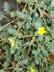 Tribulus taiwanense